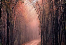 辽宁男篮116:90战胜山东男篮,位列CBA常规赛第4名.:旺财28